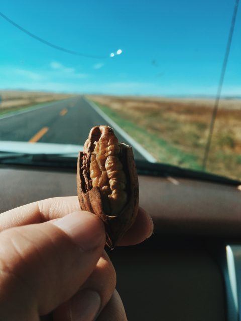 Pecan, Car and the blue sky