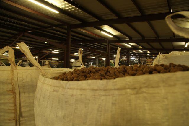 pecans ready to be loaded, Goergia, USA