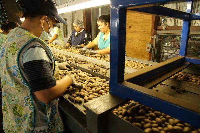 Selecting pecans, Camilla, GA, USA