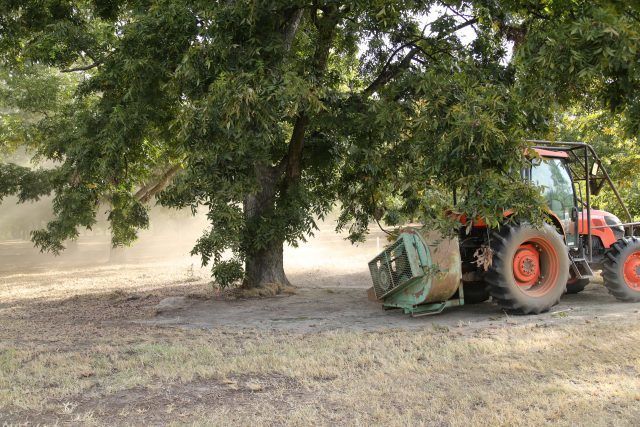 blowing the pecans, pecan harvest season, Pelham, Georgia, USA