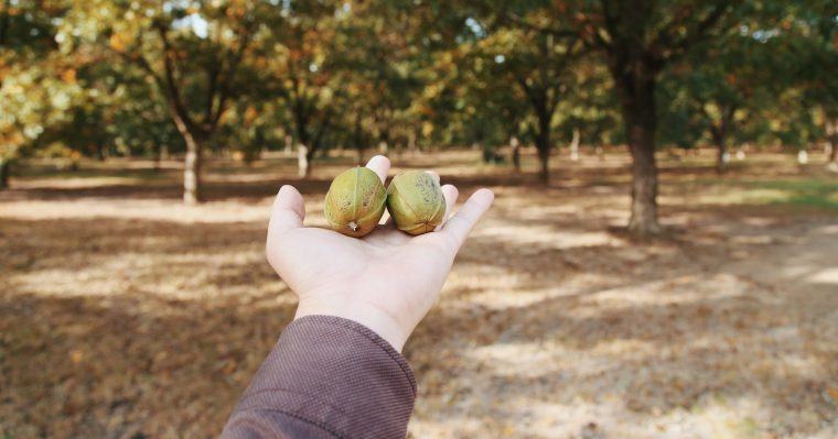 Chao: Buy pecans in Mexico a