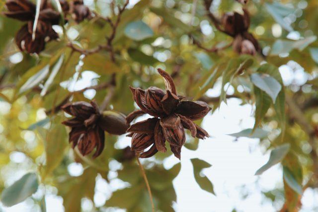 Pecans ready for harvest, Georgia, USA