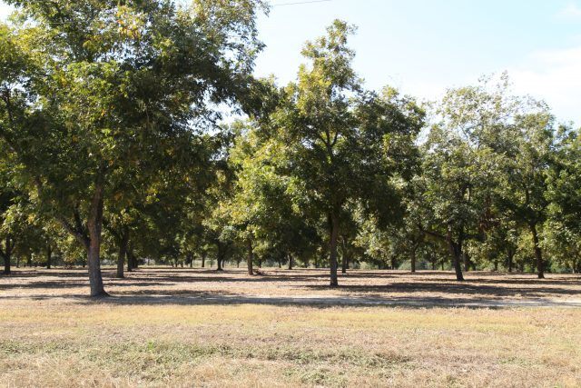 Visit to a pecan orchard at Georgia, USA